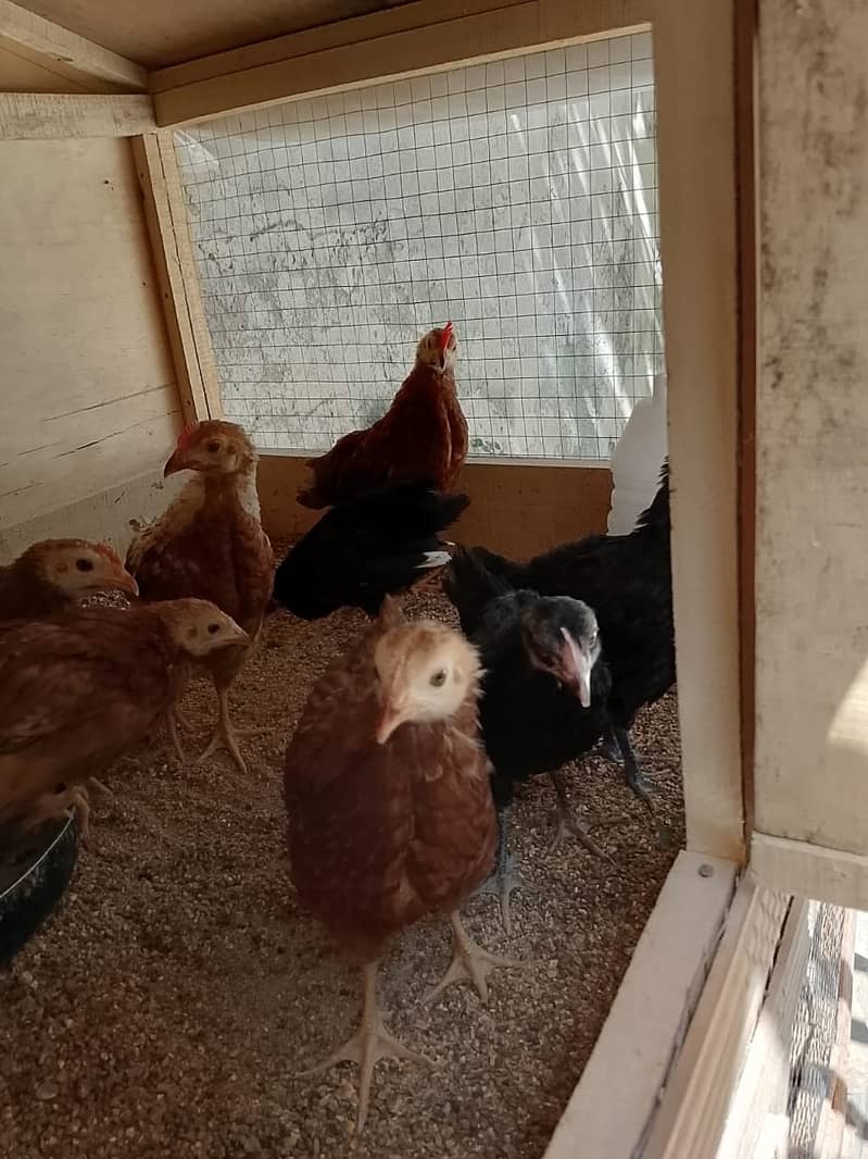 RIR & Australorp 75 days old chicks for sale 2
