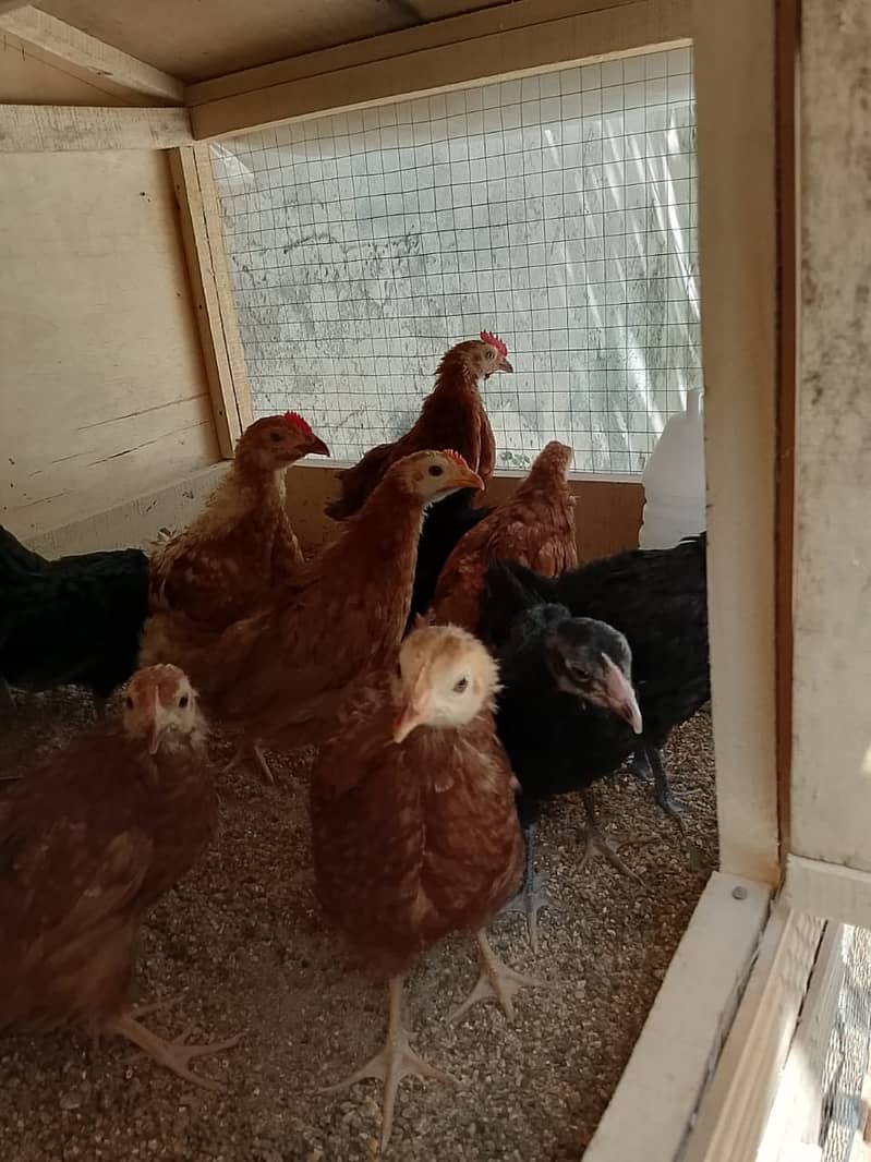 RIR & Australorp 75 days old chicks for sale 3