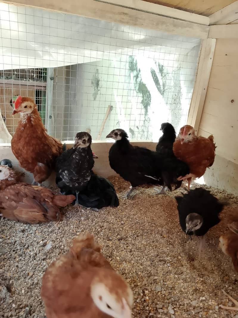 RIR & Australorp 75 days old chicks for sale 4