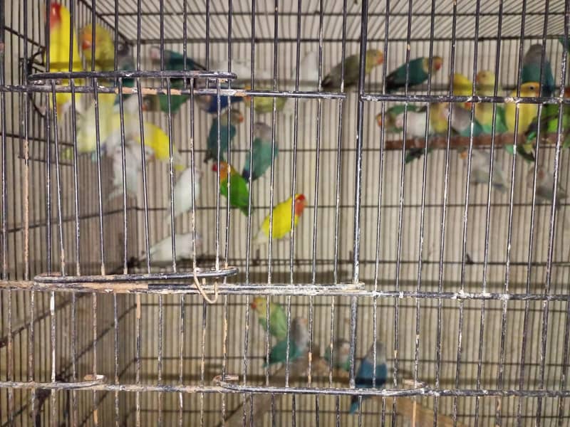 100 Pieces Lovebirds Available At Wholesale Rate 1