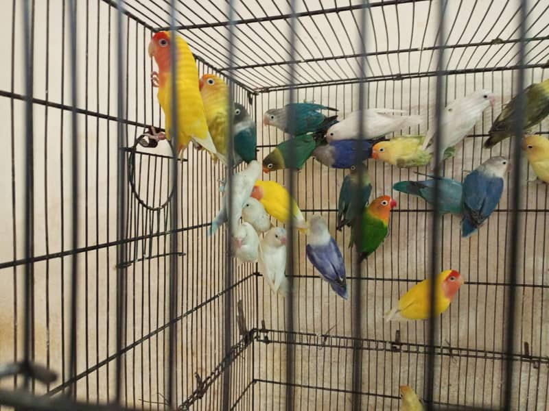 100 Pieces Lovebirds Available At Wholesale Rate 2