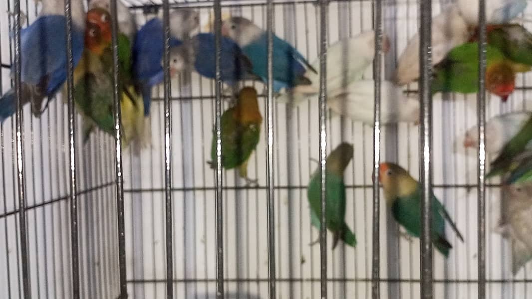 100 Pieces Lovebirds Available At Wholesale Rate 3