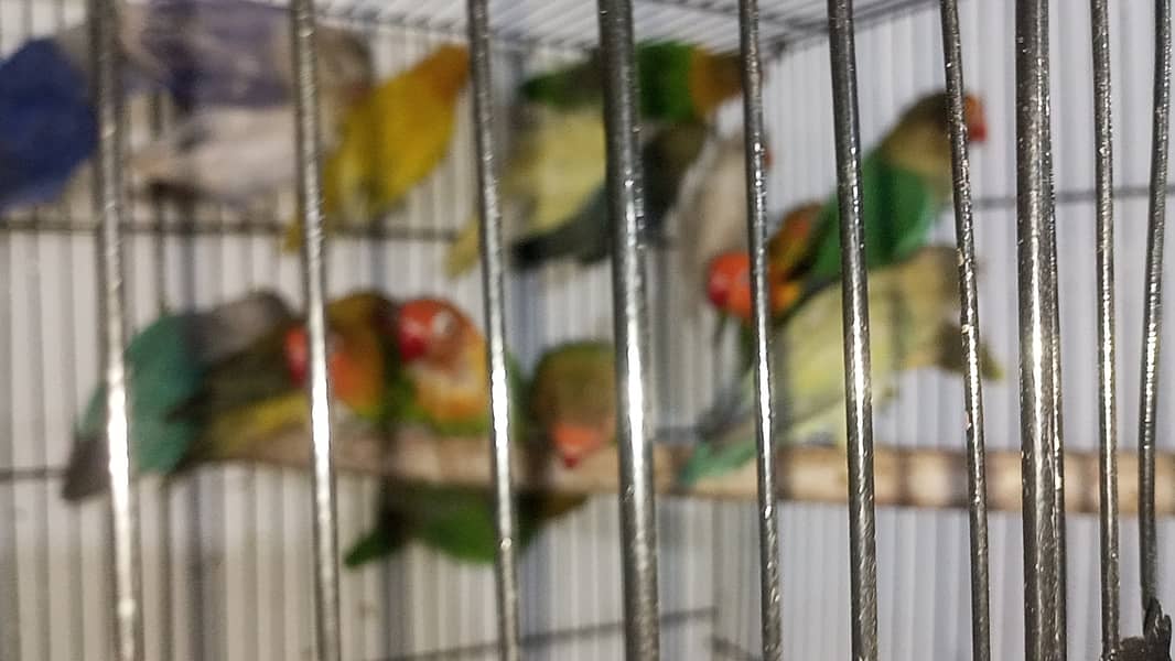 100 Pieces Lovebirds Available At Wholesale Rate 4