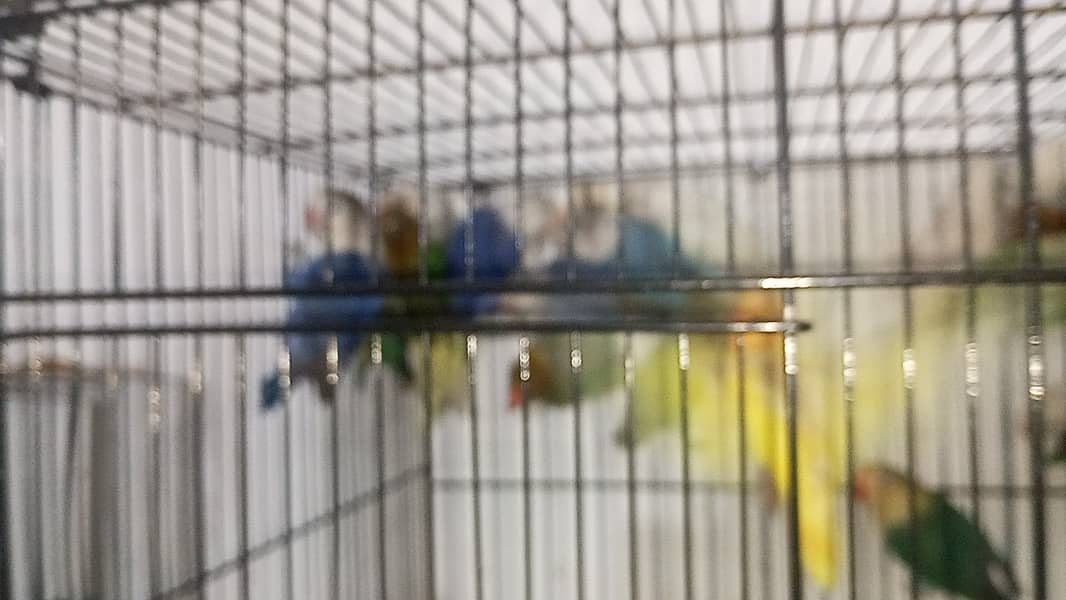 100 Pieces Lovebirds Available At Wholesale Rate 6