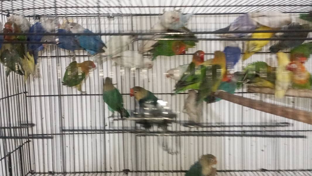 100 Pieces Lovebirds Available At Wholesale Rate 7