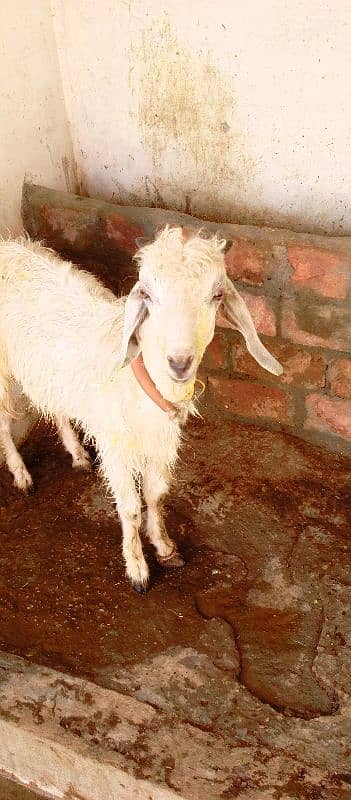 sheep and bakra 3