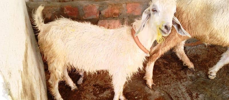 sheep and bakra 4