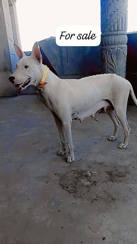 watsap number 03164346611 0