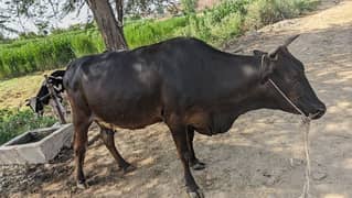 Cow