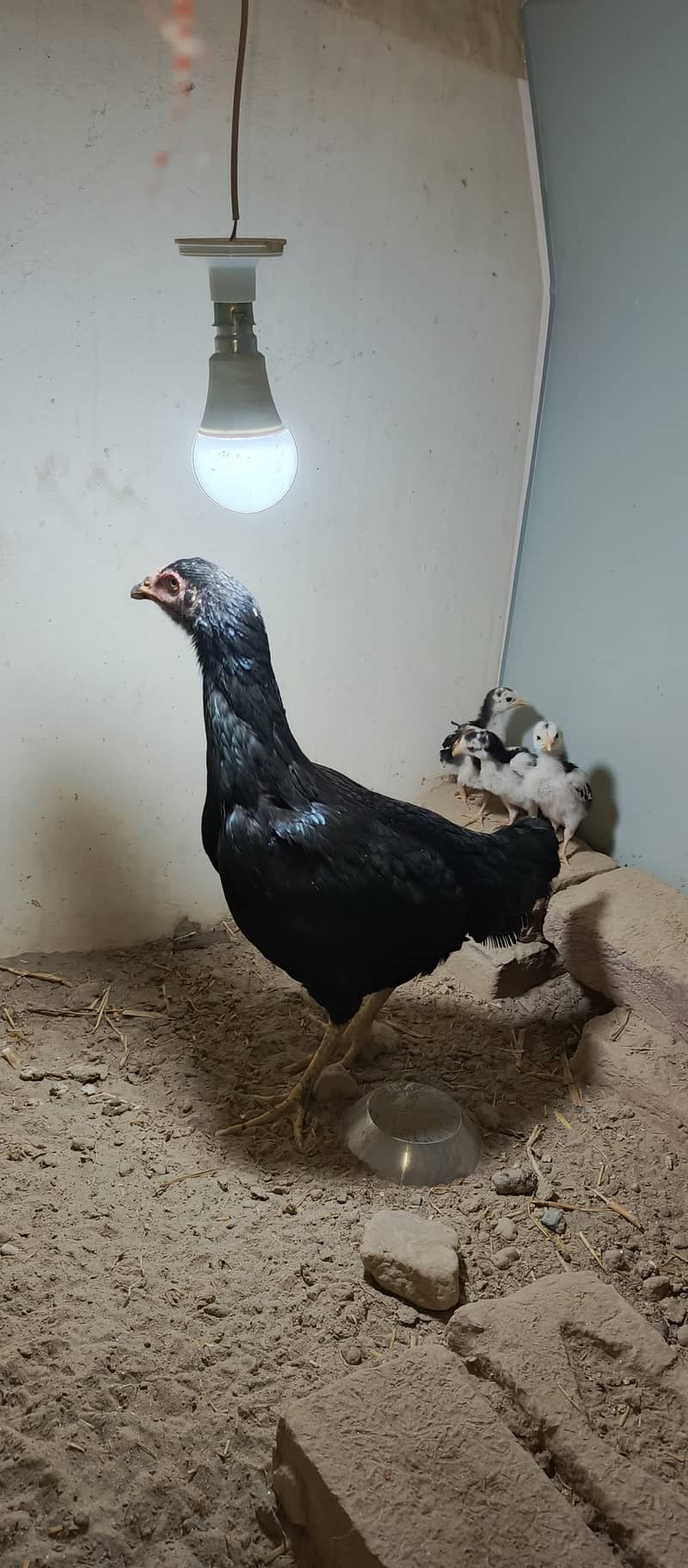Five chiks and one hen 0