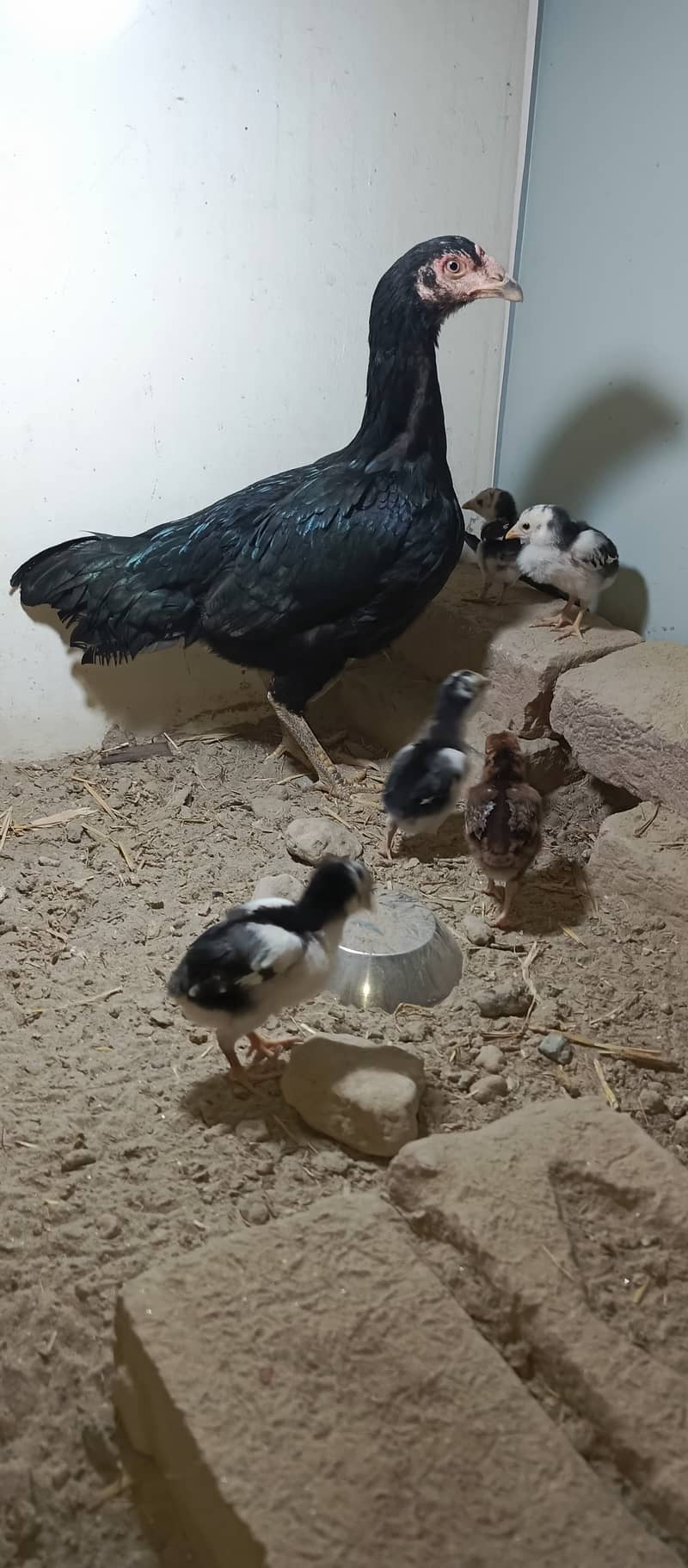 Five chiks and one hen 1