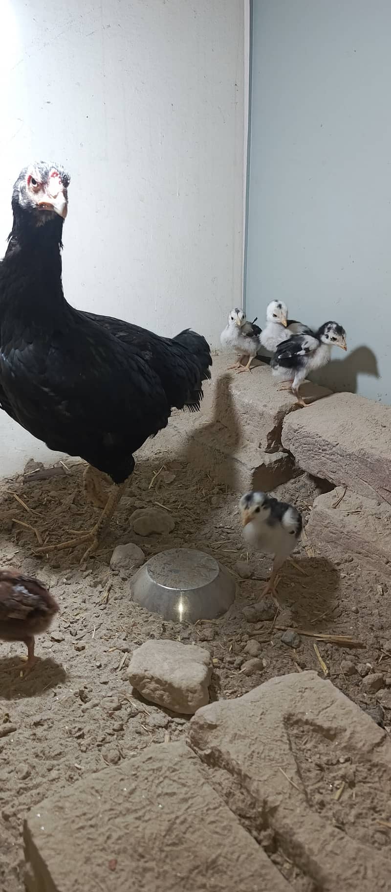 Five chiks and one hen 2