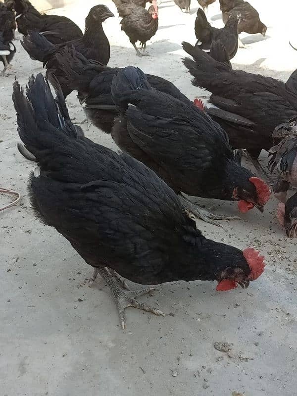 Asterloop chicks Sale Sale 1