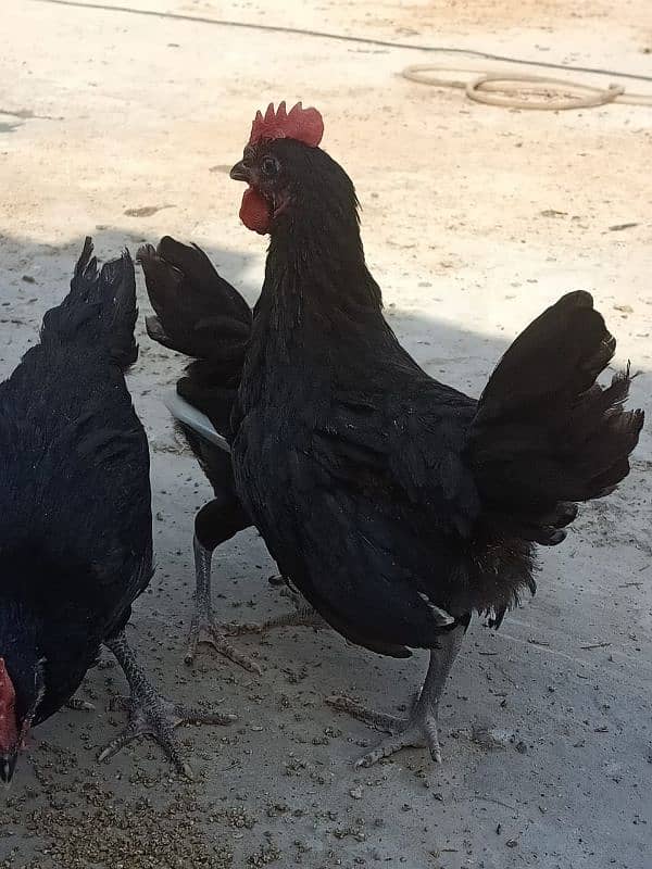 Asterloop chicks Sale Sale 2