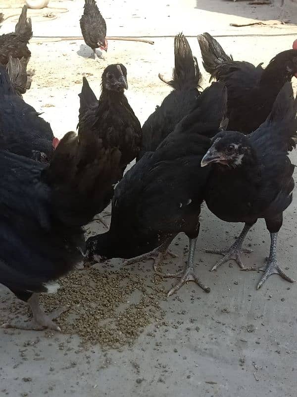 Asterloop chicks Sale Sale 3