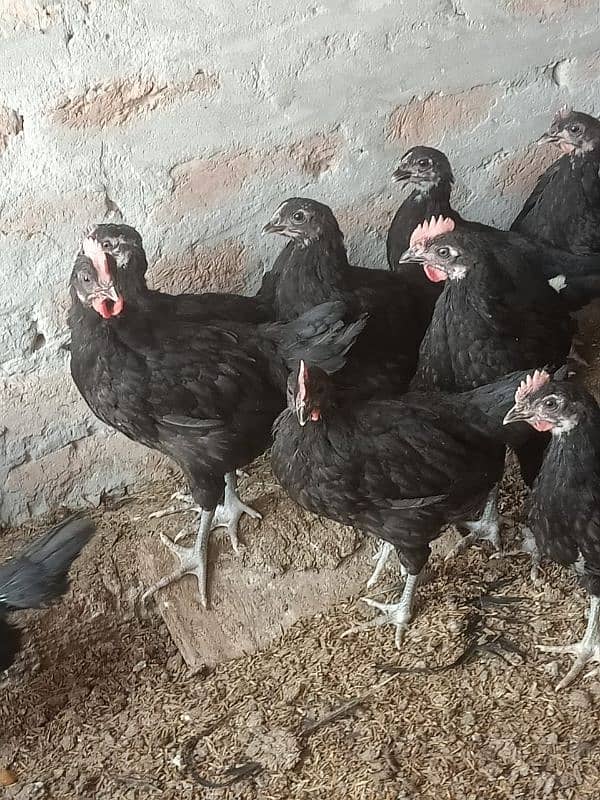 Asterloop chicks Sale Sale 4