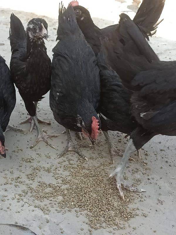 Asterloop chicks Sale Sale 5