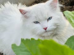 Persian