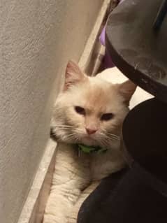 Siamese Flame Point Cat