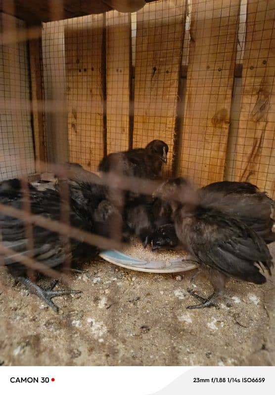 Ayam cemani chicks 4 sale only 1500 rabta 03014447531 0