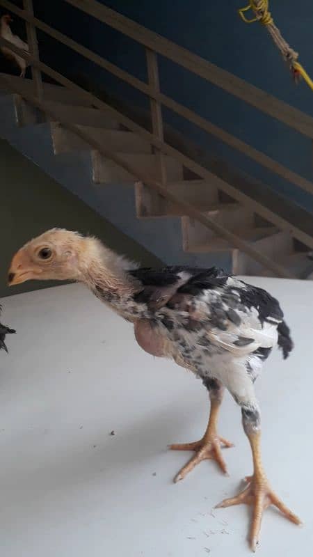 White O shamo , Japani white shamo aseel pathy Indian parrot beak pair 4