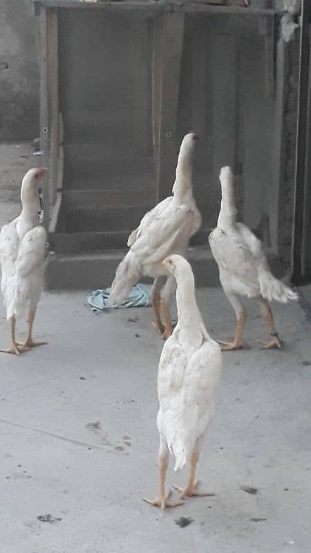 White O shamo , Japani white shamo aseel pathy Indian parrot beak pair 8