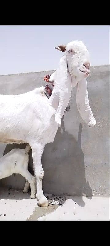 gulabi bakri male kid 0
