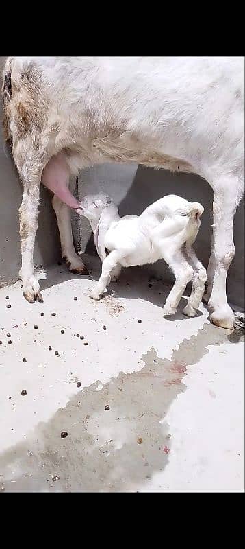 gulabi bakri male kid 1