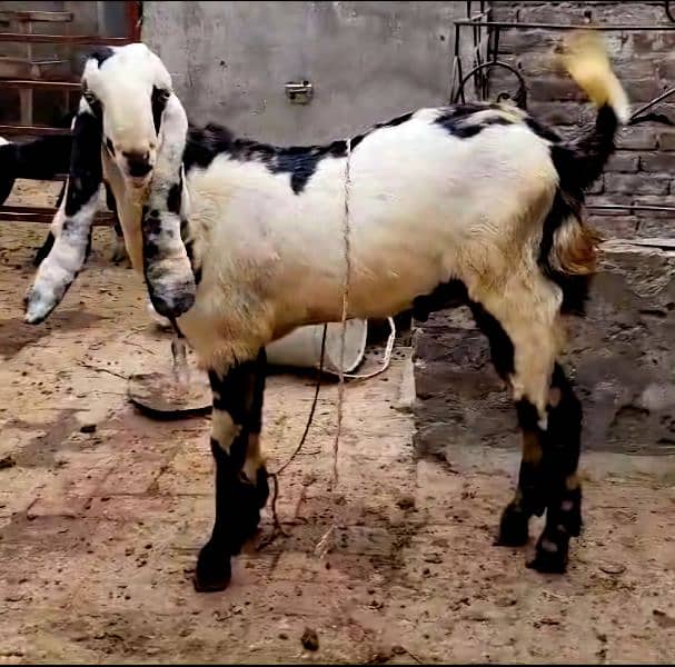 Fresh 2 Dant Shera Bakra 2