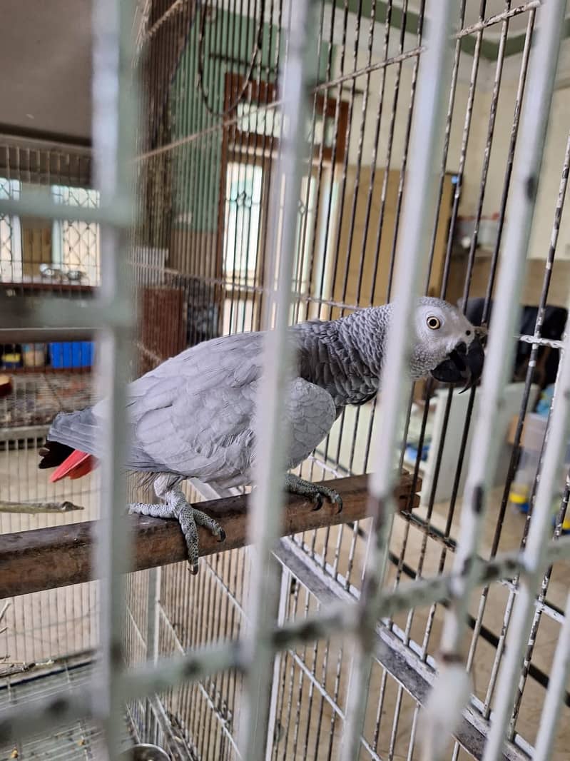 African Grey Female 0