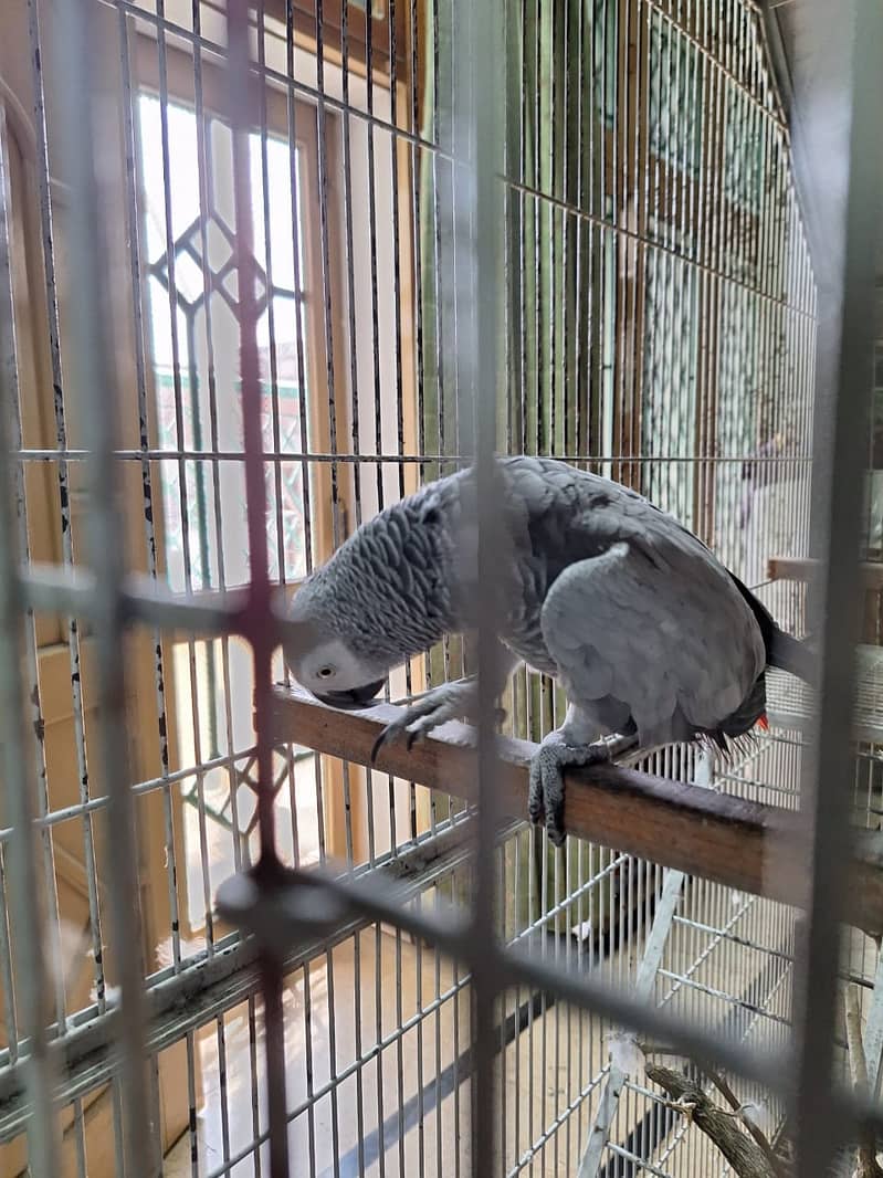 African Grey Female 1