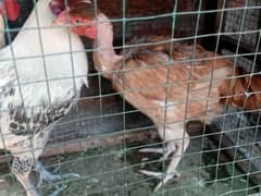 Chickens