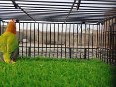 Green Fisheri Lovebird - Creamino Red Eye - Parblue Decino Opline Pair