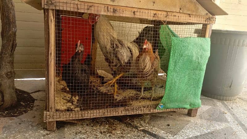 2 hen and 1 Murga 0