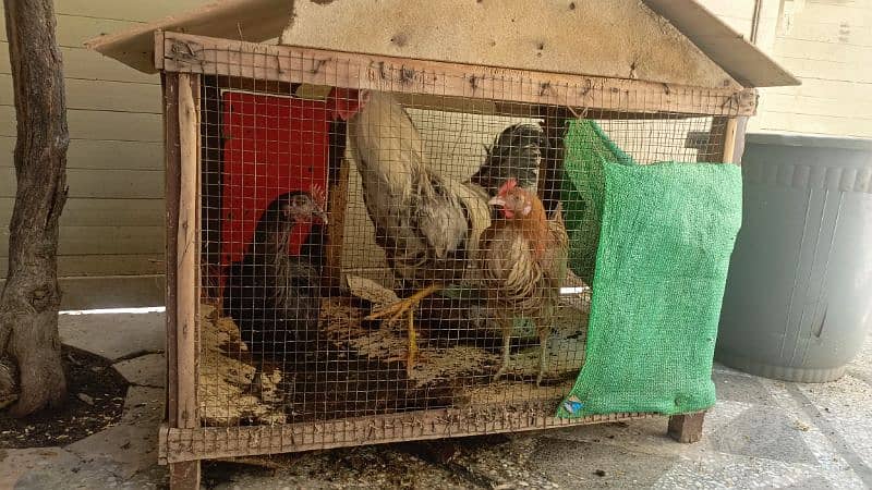 2 hen and 1 Murga 1