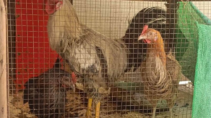 2 hen and 1 Murga 2