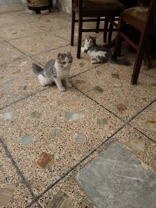 2 male kittens for sale 0