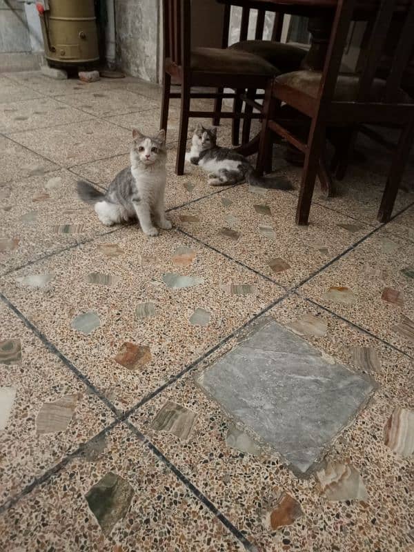 2 male kittens for sale 1