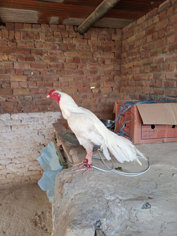 Heera  aseel male  03182442547 0