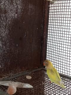 Creamino, Decino, Albino Red Eye, Parblue Split Ino