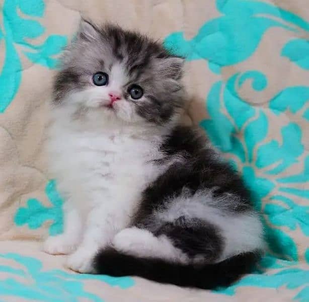 Persian cat for sale 0