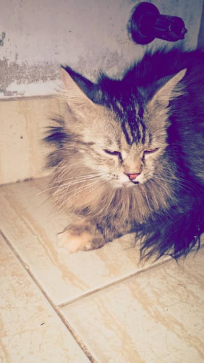 Aleey