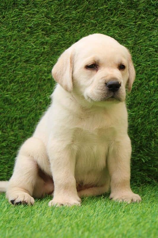 British Labrador male puppy 0