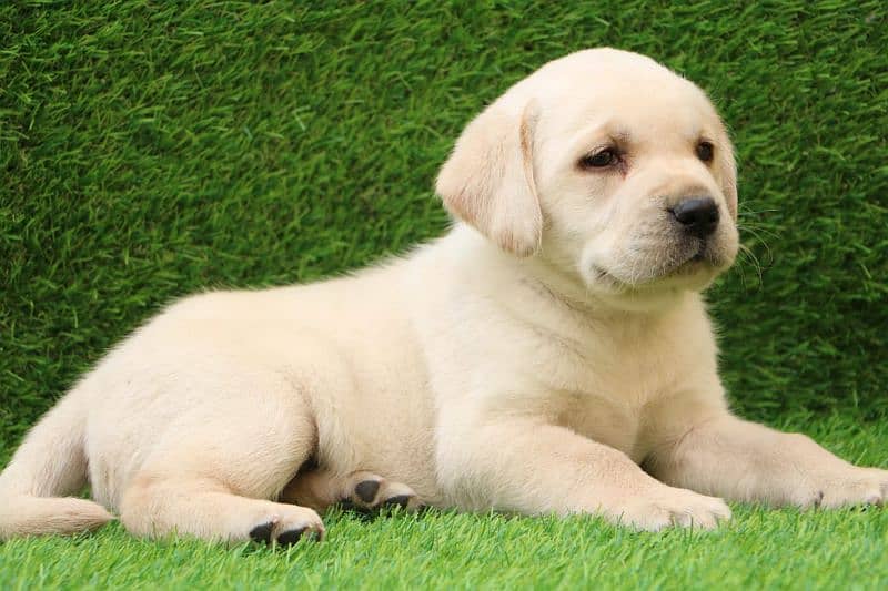 British Labrador male puppy 1