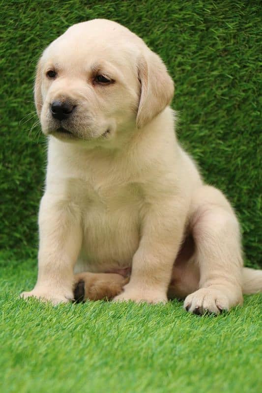 British Labrador male puppy 2