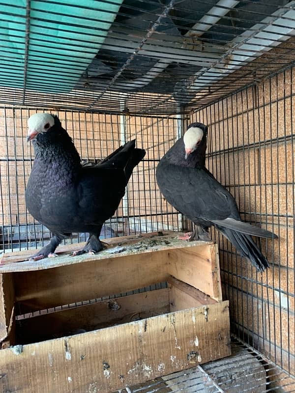 Black Mukkhi BREDER Pair 0