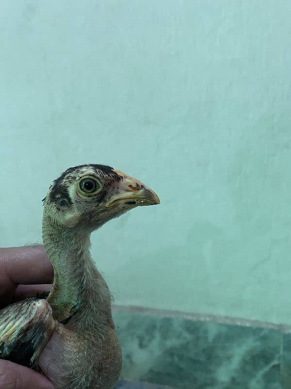 Aseel Chicks Top Quality 3