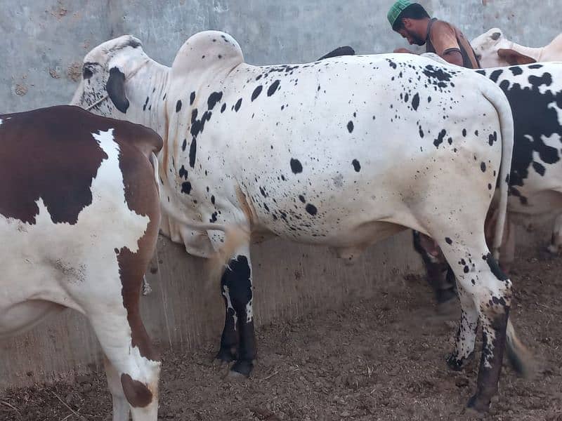 ghr mn pale hue Bachre 2 daant 03143571773 0