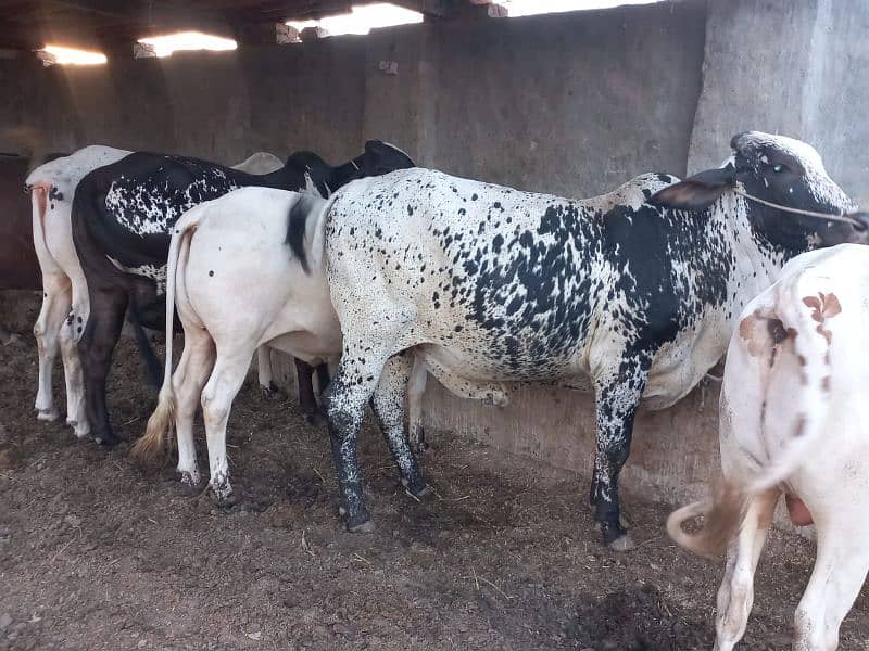 ghr mn pale hue Bachre 2 daant 03143571773 1
