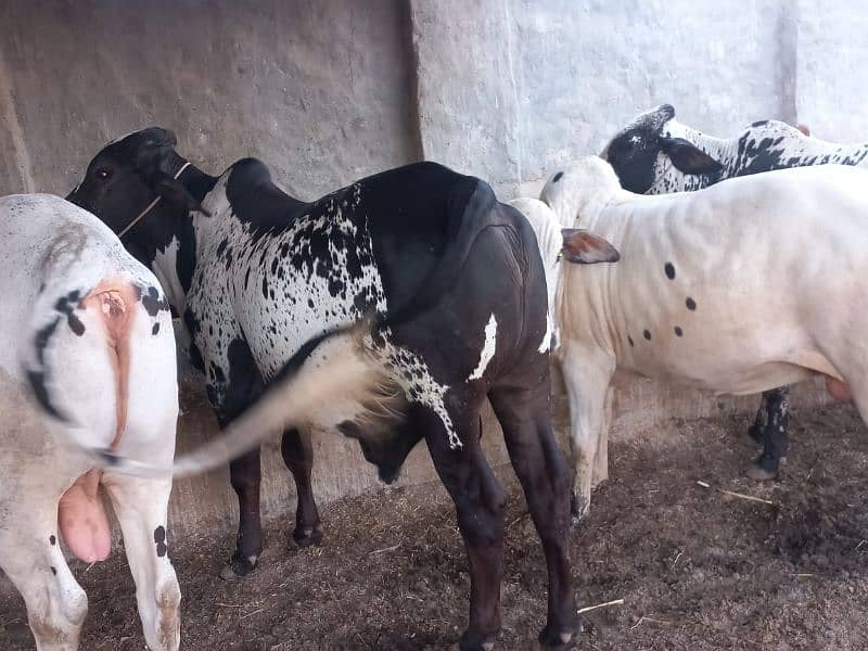 ghr mn pale hue Bachre 2 daant 03143571773 2